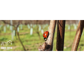 Un Viñedo Sostenible para un Enoturismo responsable